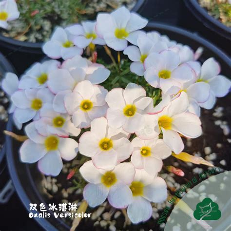 酢浆草盆栽双色冰淇淋 Oxalis versicolor冰激凌现货秋植阳台庭院 虎窝淘