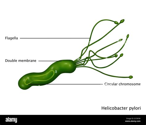 Illustration Of Helicobacter Pylori Bacteria A Gram Negative Spiral