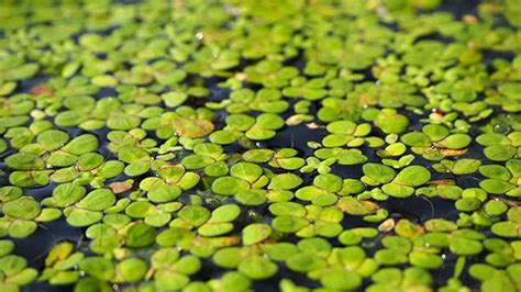 The Best Floating Plants For Uk Ponds Diapteron Shop