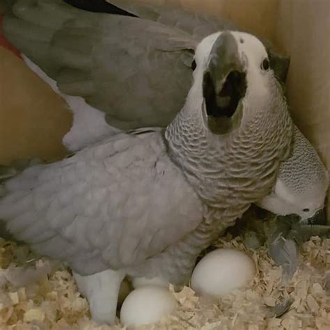 Baby African Grey Parrots Available | Terry's Parrot Farm