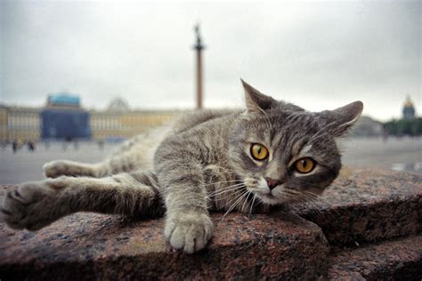 8 Compelling Cats That Changed Russian Culture Russia Beyond