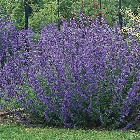 Nepeta Catmint Six Hills Giant Nepeta Hybrid Plants That Caught