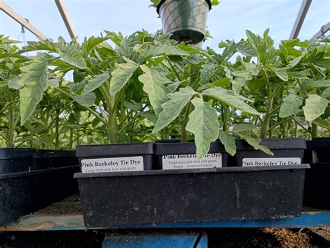 Growing Awareness Urban Farm | Albuquerque NM