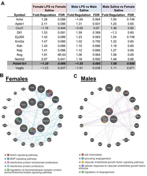 Sex Dichotomies In Neonatal Hippocampal Gene Expression From