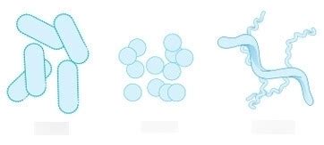 Micro Lab Test Diagram Quizlet