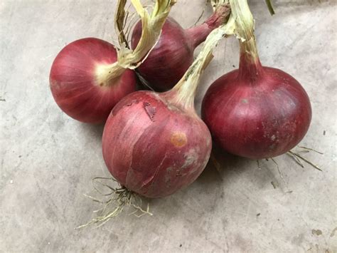 Bennie's Red Organic Onion Seed - Triple Divide Organic Seeds