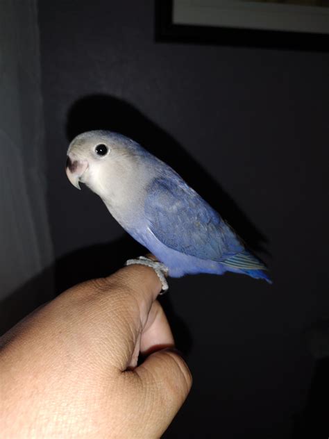 Violet Lovebird baby. : r/parrots