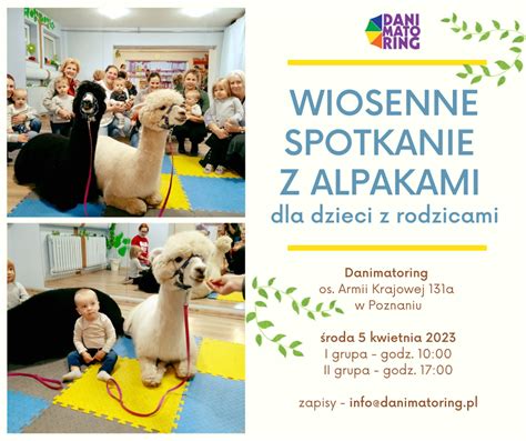 Wiosenne Spotkanie Z Alpakami 5 Kwietnia Danimatoring Pl