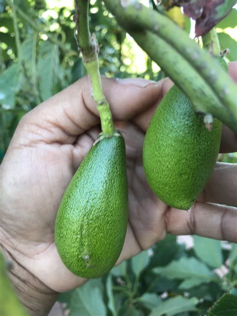 Subtropical Heavy Fruit Sets On Avocado This Year General Fruit