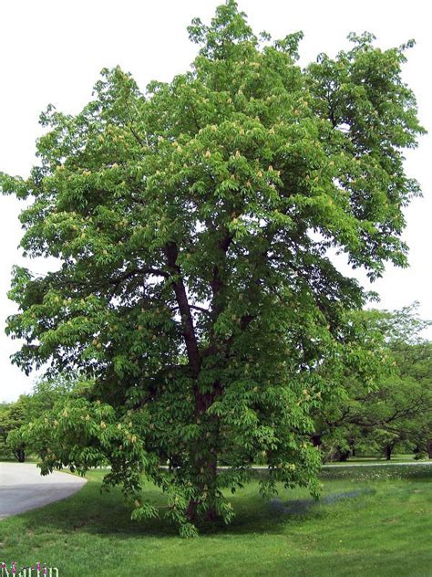 Yellow Buckeye - Aesculus flava