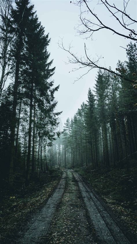 Dark Forest Backgrounds Hd High Quality Free Download