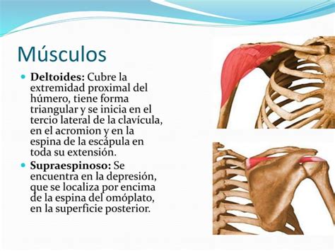 Hombro morfología PPT