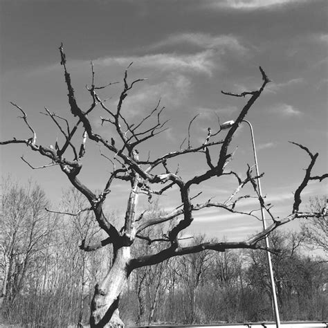 Premium Photo Low Angle View Of Bare Tree