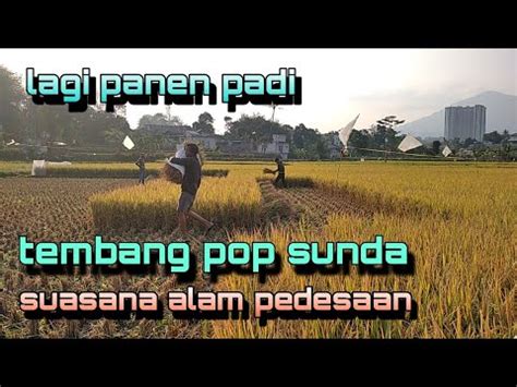 Tembang Pop Sunda Dengan Suasana Alam Pedesaan Panen Padi Mangatan