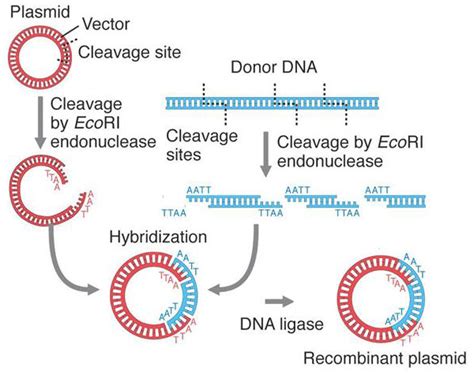 What Is Recombinant Dna