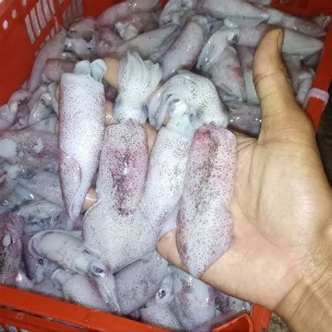 Jual Cumi Tanggung Hasil Laut Segar Seafood Kg Shopee Indonesia