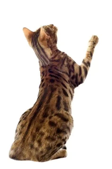 FelineLiving Net Bengal Cat Bengal Cat Names Cat Pose