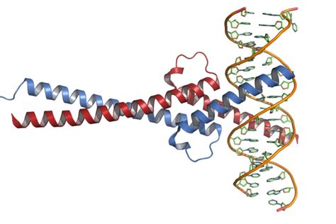 Aggressive cancer exploits MYC oncogene to amplify global gene activity ...