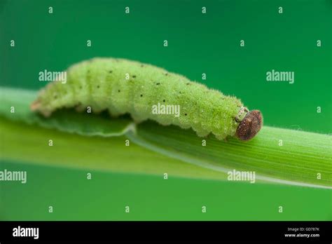 Common brown butterfly (Heteronympha merope) caterpillar Stock Photo ...