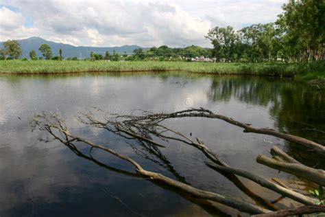 A Roots Of Trees In The Water Reflection Of Tree Branches Stock Image