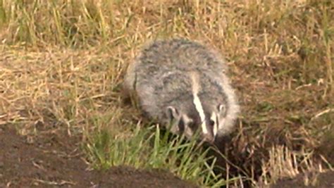 American Badger | Wildlife Illinois