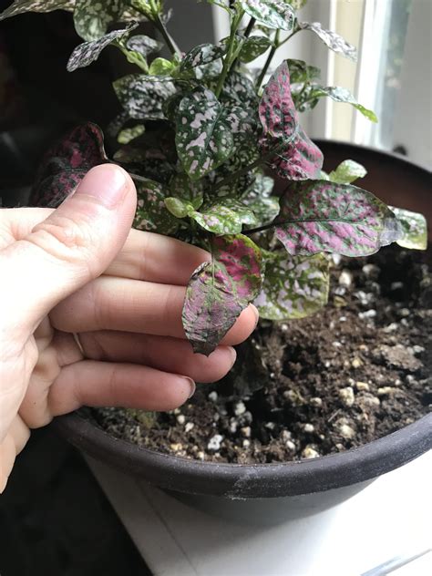 Leaves shriveling up on my polka dot plant!!! : r/houseplants