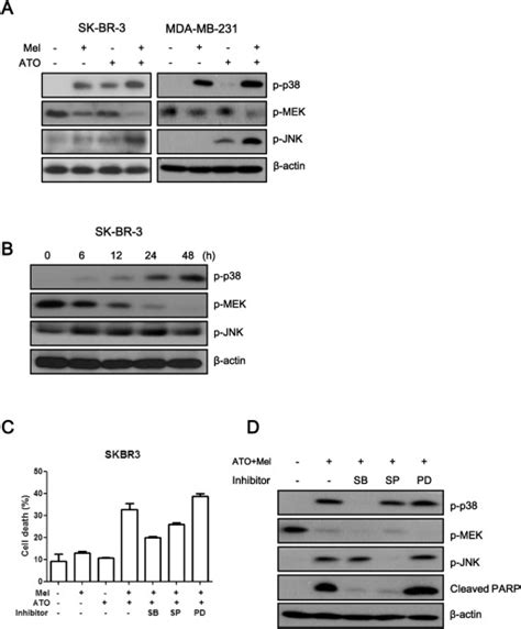 Activation Of P38jnk In Response To Melatonin And Ato In Breast Cancer