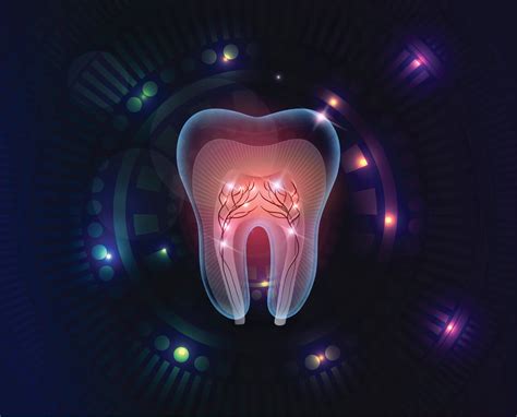 Anatomy of a Tooth – Gentle Dentist 