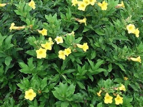 Allamanda Schottii Wholesale Nursery Nurseries In Melbourne Sydney