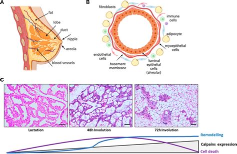 Frontiers Calpains The Proteases Of Two Faces Controlling The