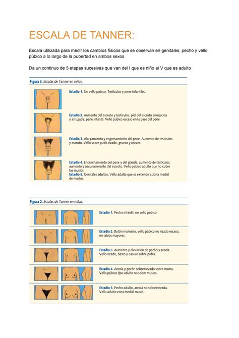 Crecimiento Normal Tanner ESCALA DE TANNER Escala Utilizada Para