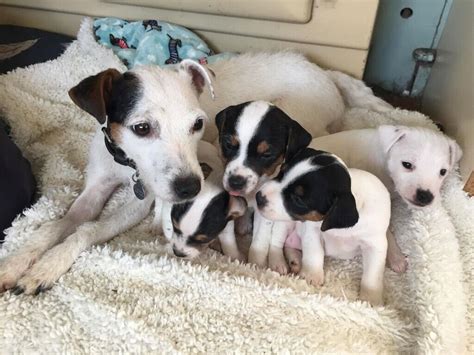 Jack Russell Puppies For Sale In Axminster Devon Gumtree