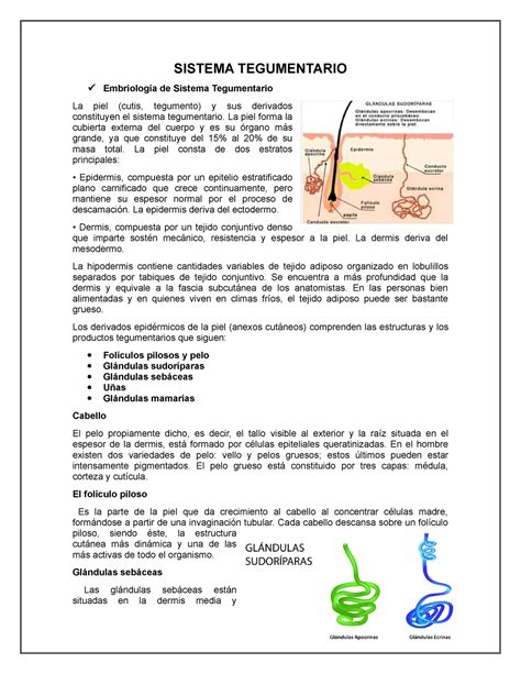 Resumen Sistema Tegumentario Se Explica Capas De La Piel SISTEMA