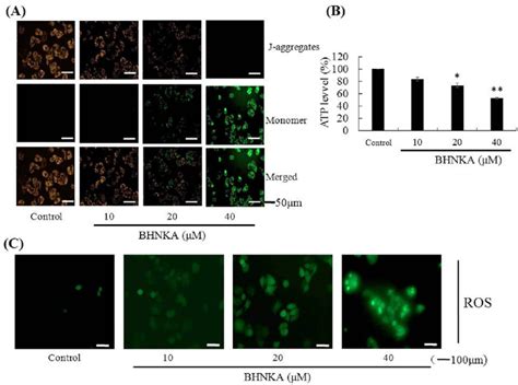 Effect Of Bhnka On Mitochondrial Function In Mcf 7 Cells A Download Scientific Diagram