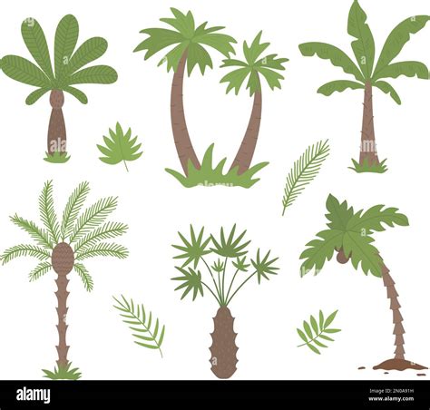 Vector Tropical Palm Trees Clip Art Jungle Foliage Illustration Hand Drawn Flat Exotic Plants