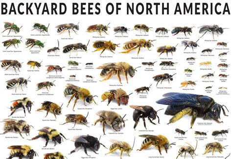 Guide To Types Of Bees Coolguides