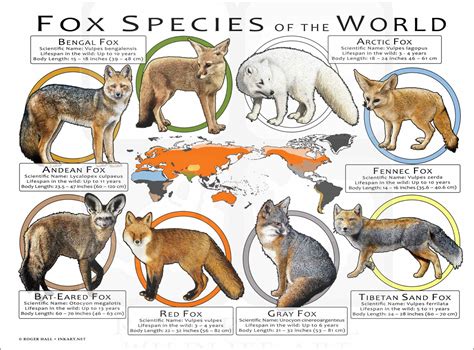 Fox Species of the World Poster Print