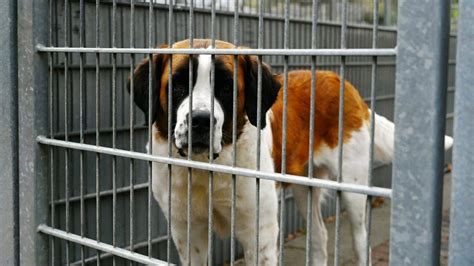 Diese Hundesteuer Regeln gelten für Hunde aus dem Tierheim Aachen