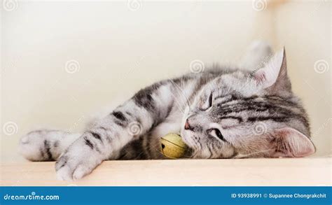 Gato Lindo Que Duerme En Las Escaleras De Madera Los Ojos Verdes Del