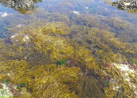 Bifurcaria Bifurcata Brown Forking Weed Isles Of Scilly