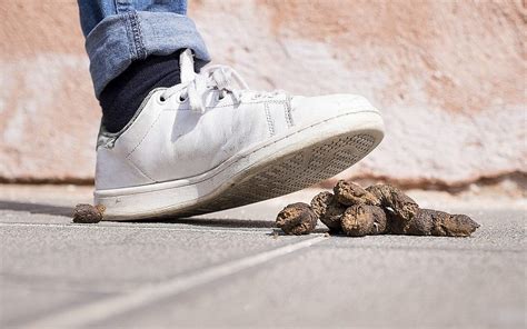 Israel researchers heat up human poop for fuel and fertilizer | The ...