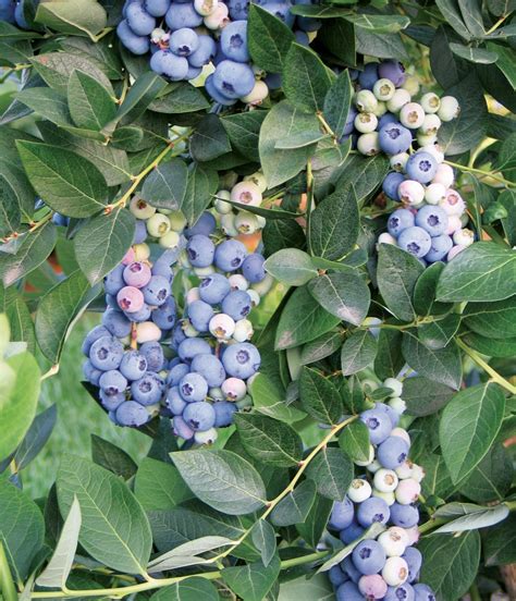 Aurora Blueberries Fall Creek Nursery Plants Varieties Farming