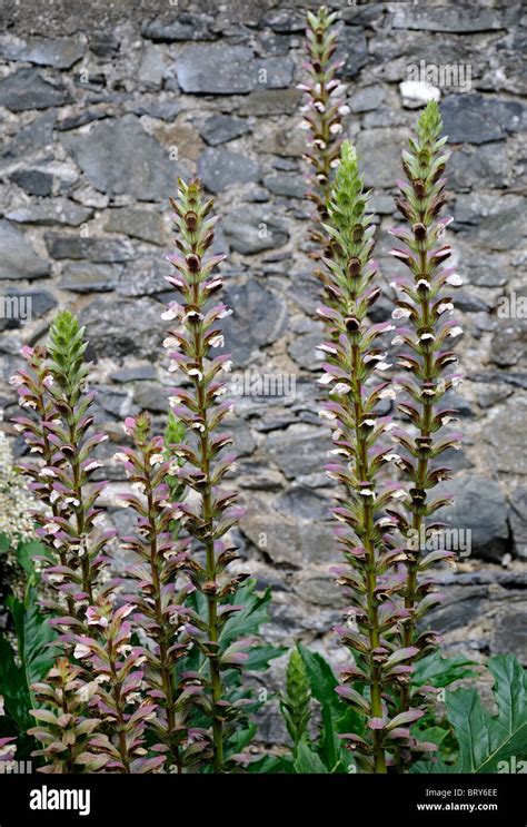 Acanthus Mollis Flower Spike Inflorescence Bears Breeches Acanthaceae