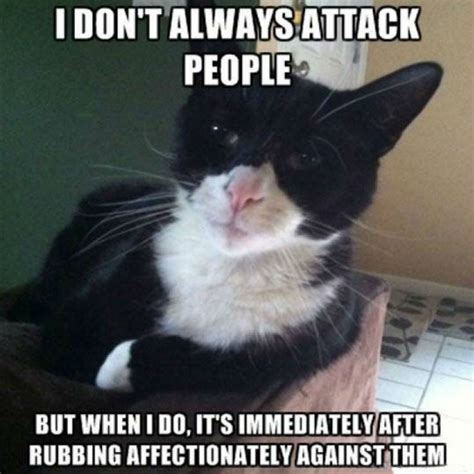 100 Funniest Cat Memes Ever