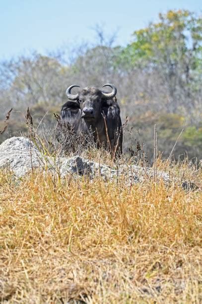 80 Cape Buffalo Attack Stock Photos Pictures And Royalty Free Images