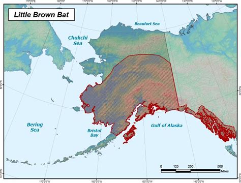 Little Brown Bat Range Map, Alaska Department of Fish and Game