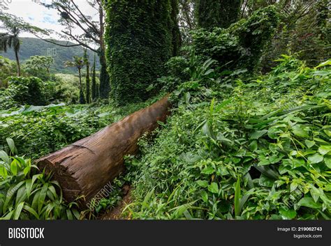 Large Monkeypod Tree, Image & Photo (Free Trial) | Bigstock