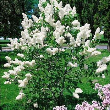 Syringa meyeri Flowerfesta® Anny2013-18 Dwarf Lilac | Garden Center ...