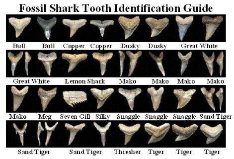 Arriba Imagen Shark Tooth Fossil Identification Abzlocal Mx