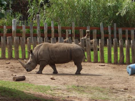 Stu The Zoo Perth Zoo Review